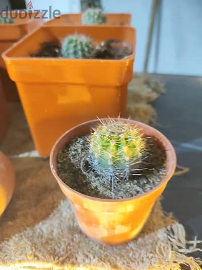 صبار Easter Lilly cactus  عمة القاضي