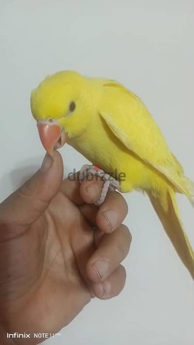 دره لاتيني