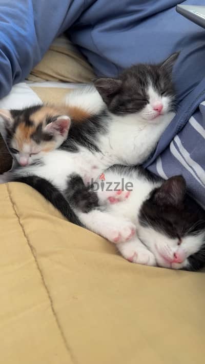 Cats for adoption