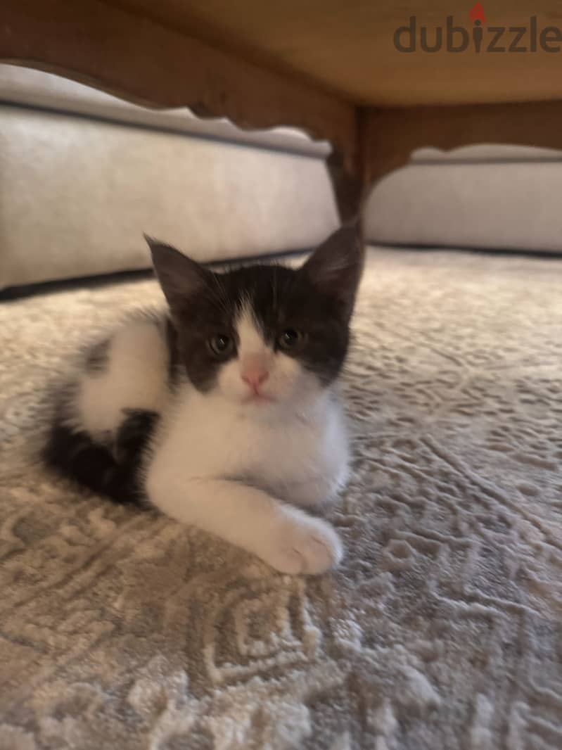 Cats for adoption 1