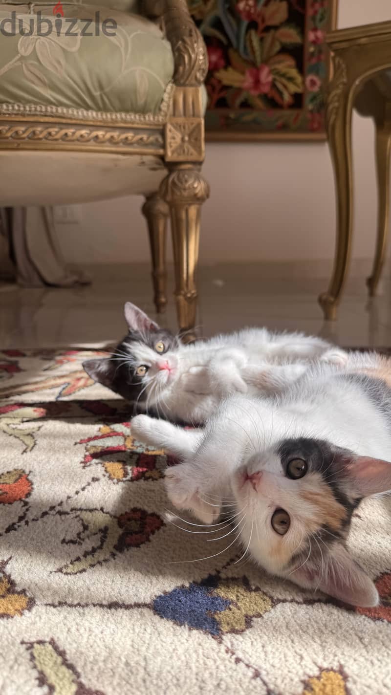 Cats for adoption 2