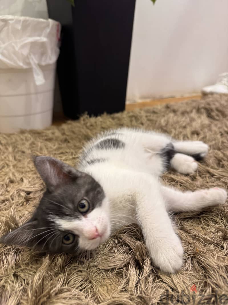 Cats for adoption 3