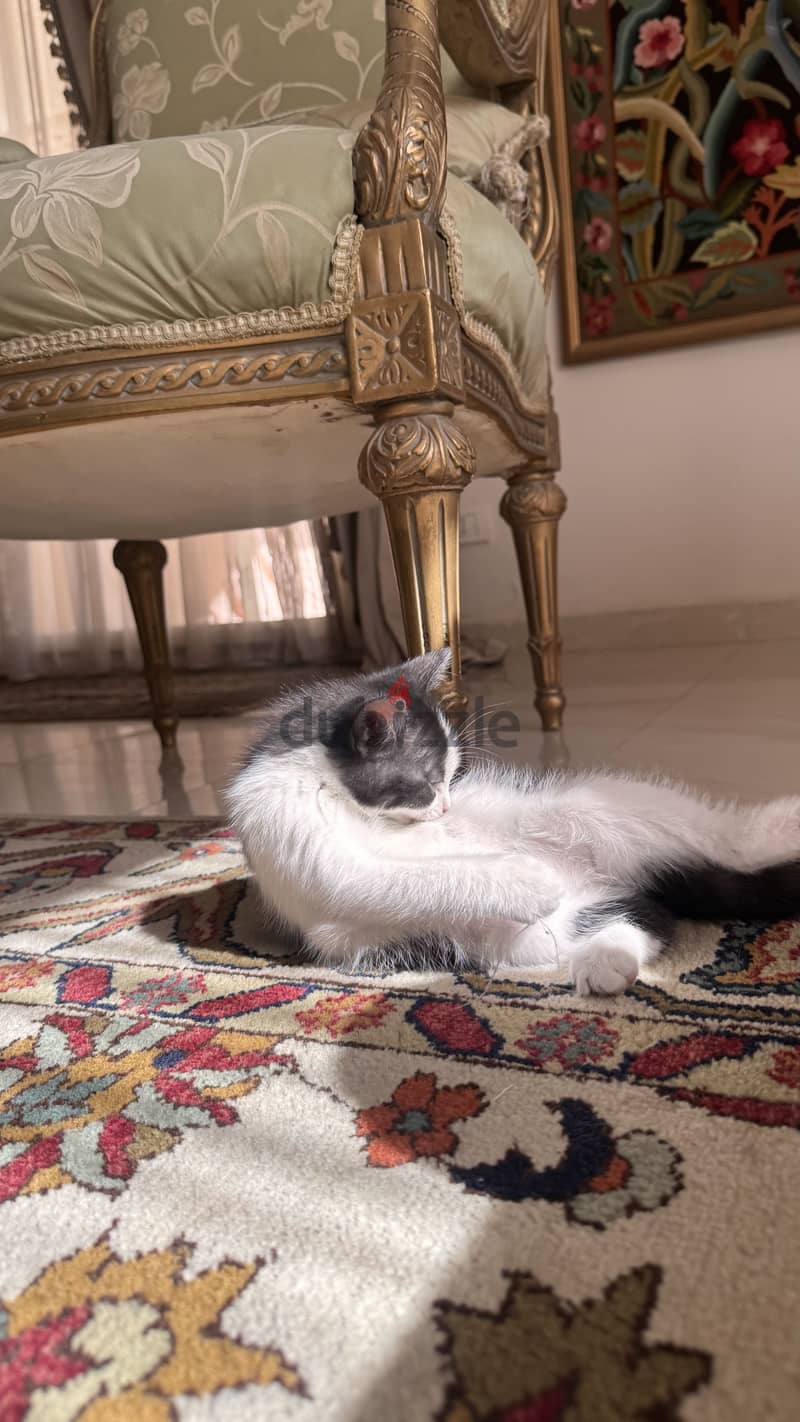 Cats for adoption 4
