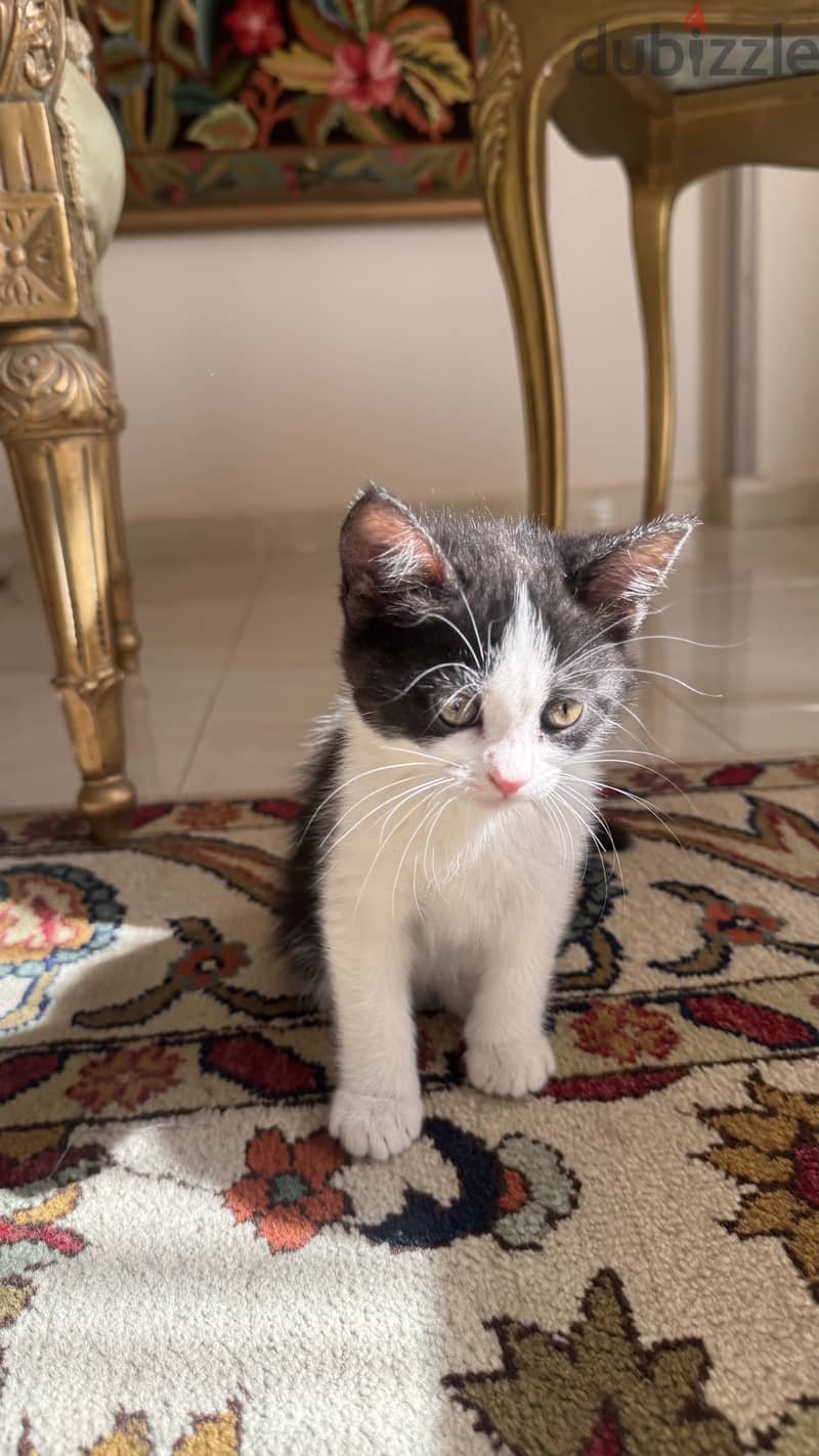 Cats for adoption 5