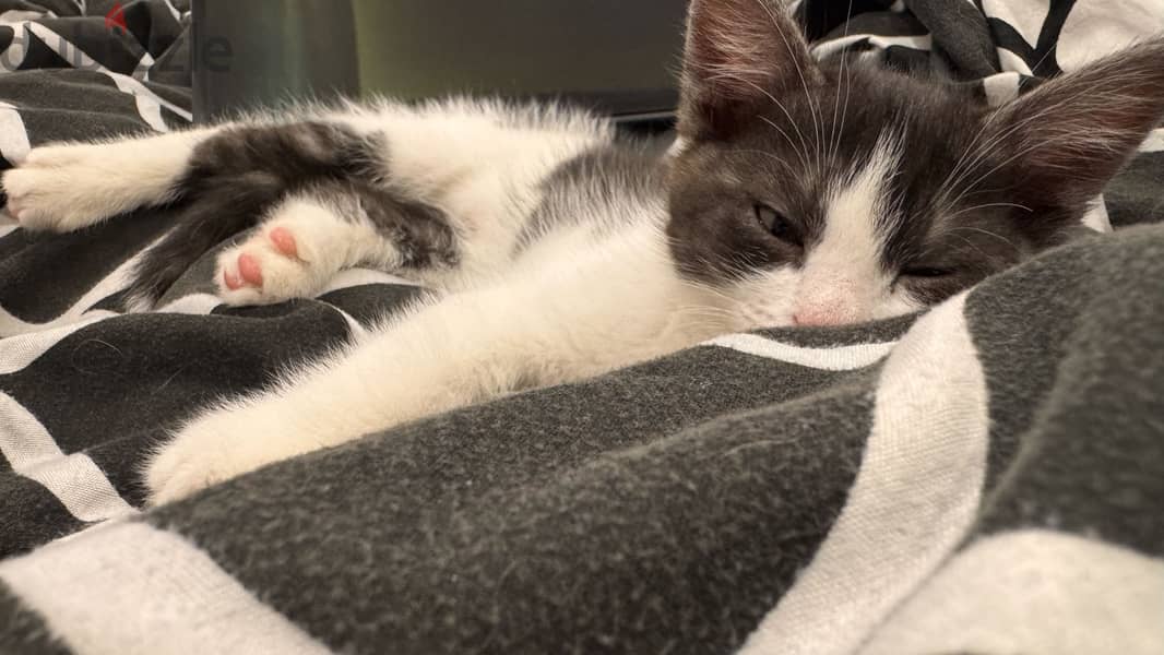 Cats for adoption 6
