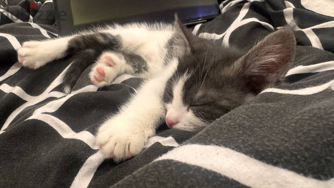Cats for adoption 7