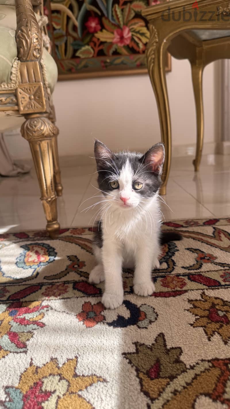 Cats for adoption 8