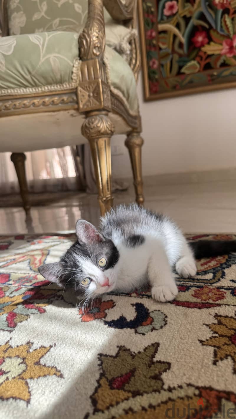 Cats for adoption 9