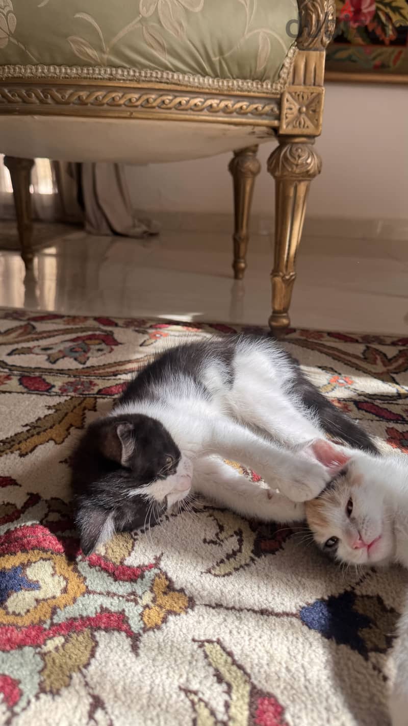 Cats for adoption 10
