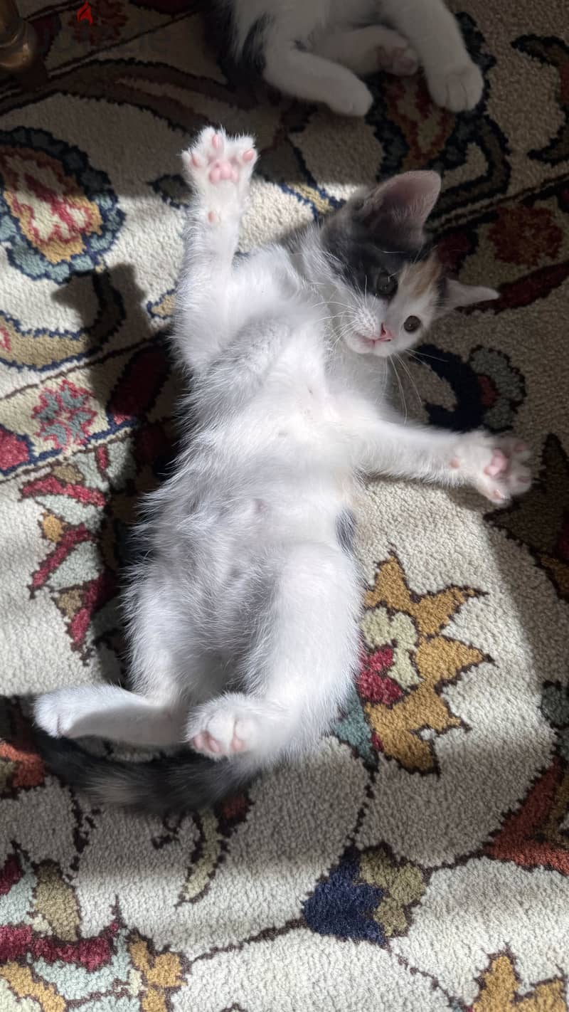 Cats for adoption 11