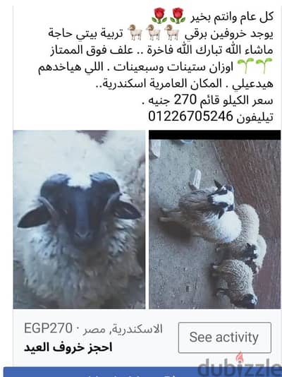 #خروف برقي.  #أضحية العيد . . #خرفان برقي