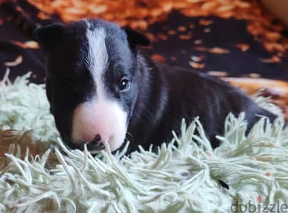 Bull terrier puppies females and boys from Russia