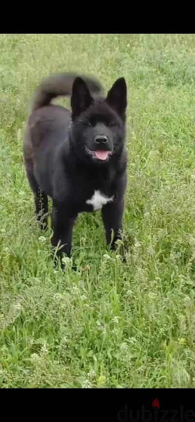 American Akita puppy boy from Russia