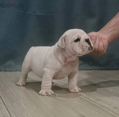 English bulldog puppies females from Russia