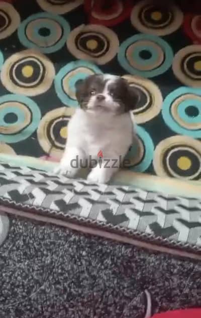 القاهره والجيزه