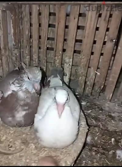 زغاليل للبيع احجام جامبو