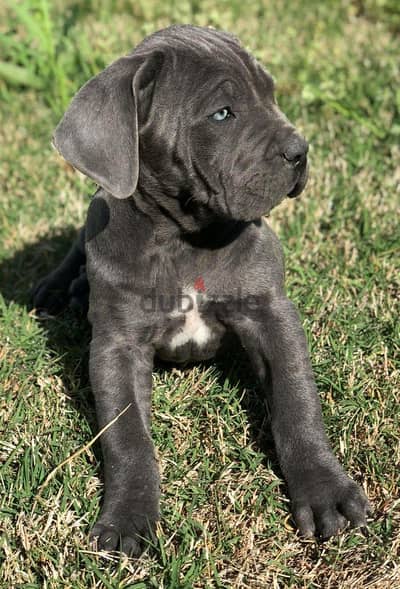 Cane corso كين كورسو