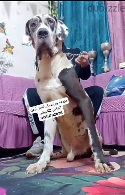 جريت دان Great Dan