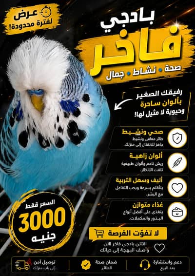 اسكندريه
