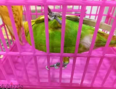 عصافير بادجي استرالي سبانجل وهوريكال