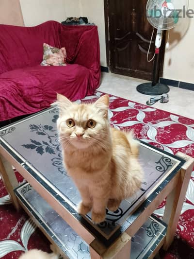 قطة للتبني