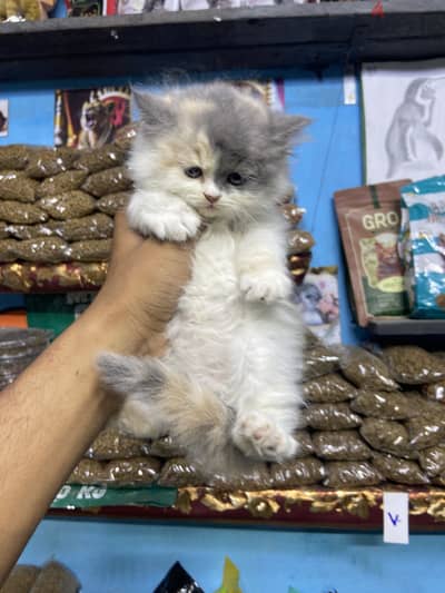 بودى         ا