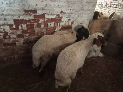 خروف بلدى حر