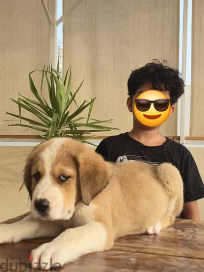 Alabia Puppies  الاباي
