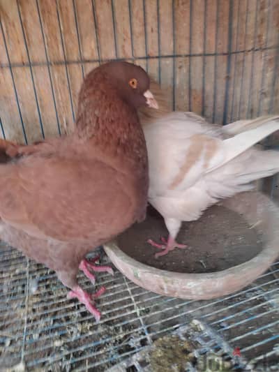 قص كنج شغال