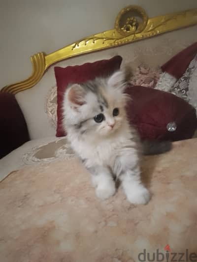 بنوته شيرازي بيور ، عمر شهرين