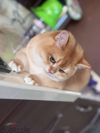 male adult cat