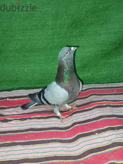 دكر شغال الله و اكبر
