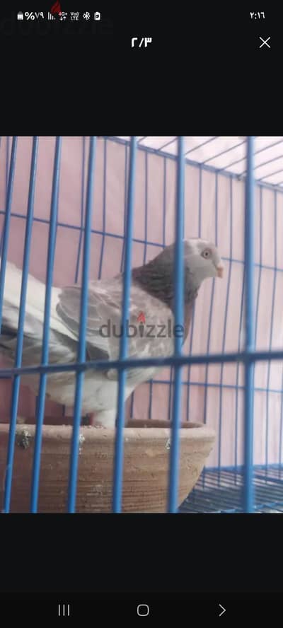 سيدي بشر قبلي شارع الصداقة