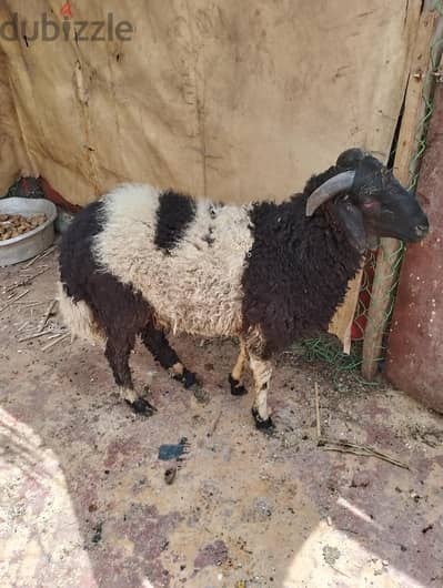 خروف وبدرية تربية بيتي