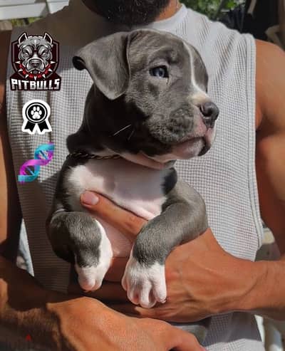 Pure Pitbull puppies