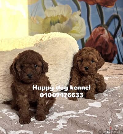 Toy poodle top quality