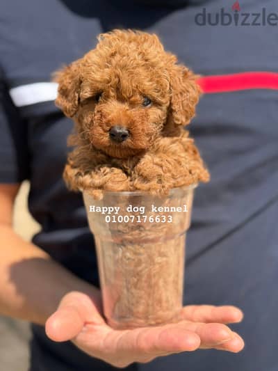 Tea cup poodle female