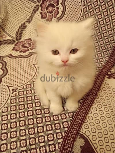 قط شيرازى خمسين يوم مفطوم بيأكل فريش مش دراى ومتعود على اللتر بوكس