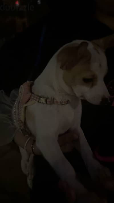 Chihuahua male
