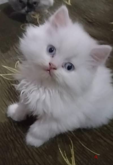 شيرازي بيور