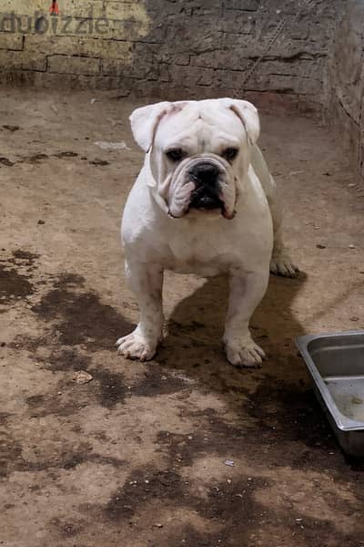 دكر بولدوج تم تخفيض السعر