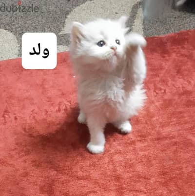 بسم الله ما شاء الله اربع ولاد وبنت شيرازي جمال ولعبيين جدا عمر ٤٥ يوم