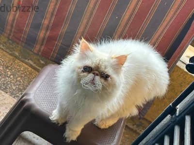 هيمالايا زرار ٣ سنين  عيون زرقاء