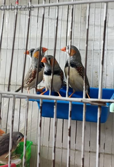 الجمرك الاسكندريه