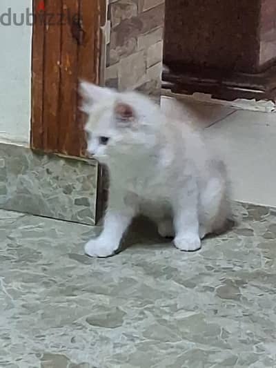 ٦اكتوبر