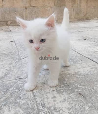 قطة صغنون  مستنيه بيتها الجديد