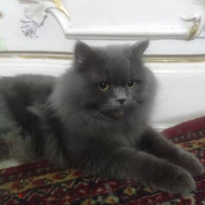 مدينه نصر الحي الثامن