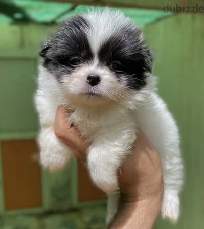 Mini havanese هافنيز