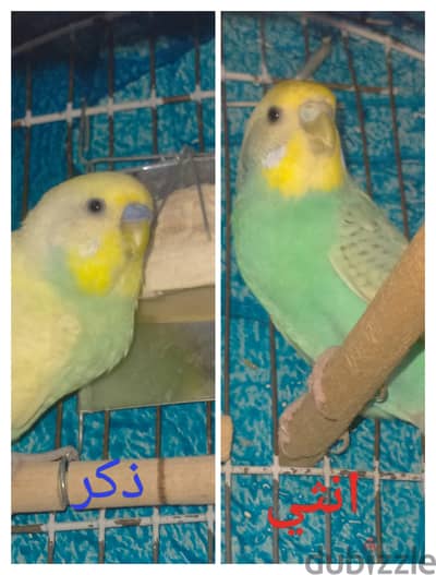 بركة السبع المنوفيه غرب شارع الكيلاني متفرع من شارع المؤسسه