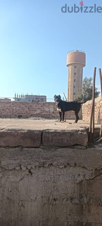 قويسنا المنوفيه